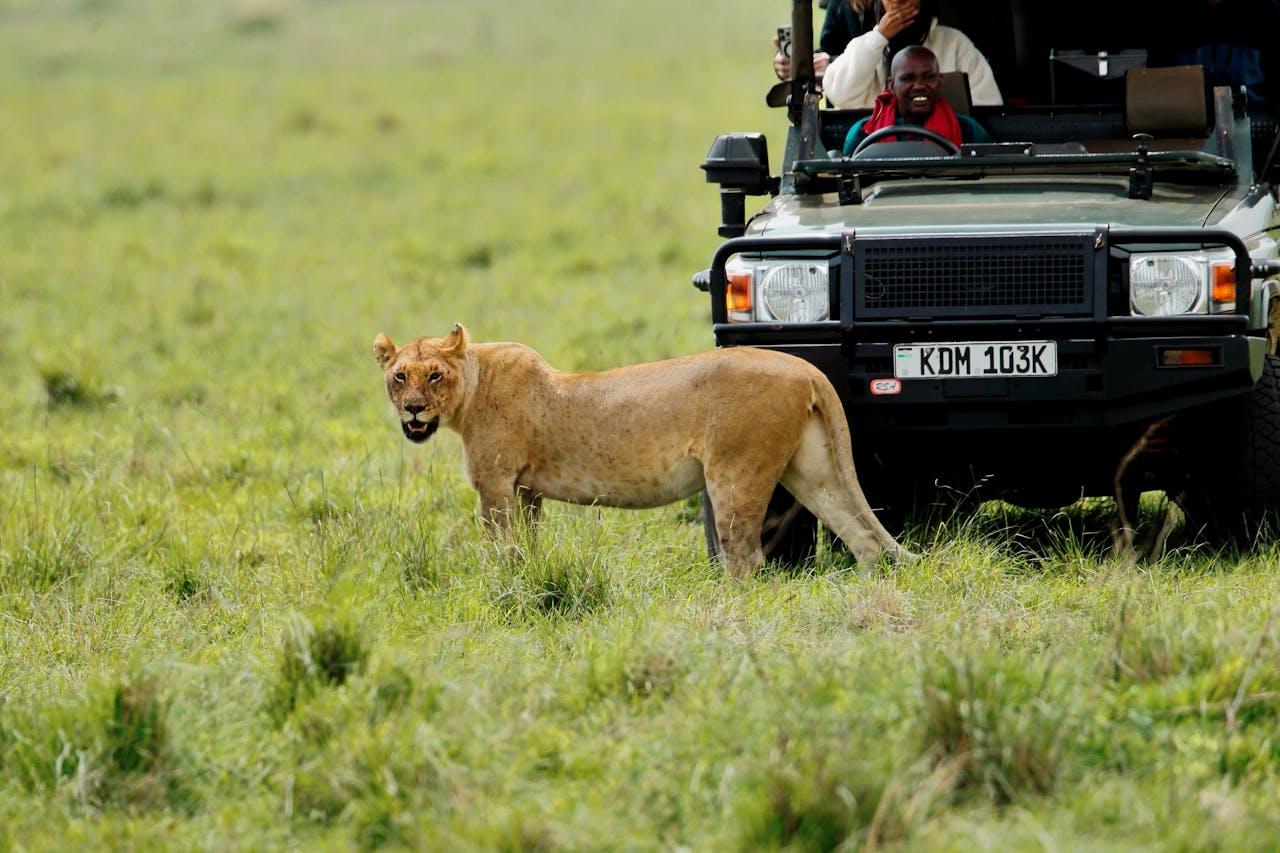 Safari game drive in East Africa