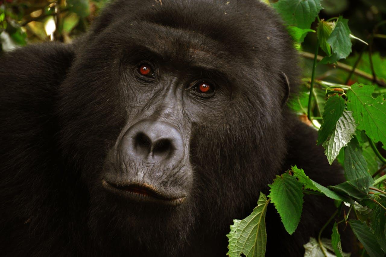 Bwindi